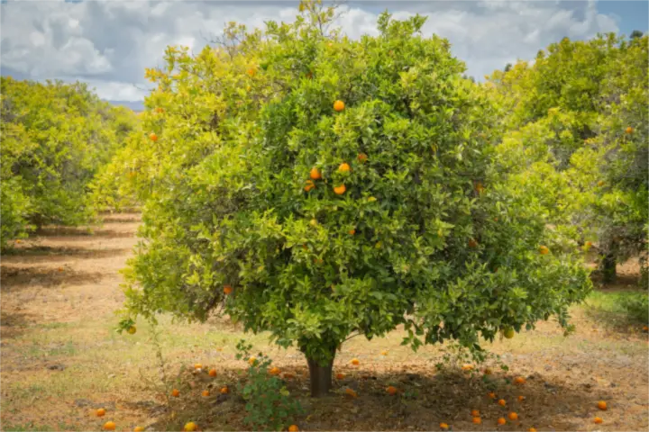 Naranjo cargado de fruta en una huerta