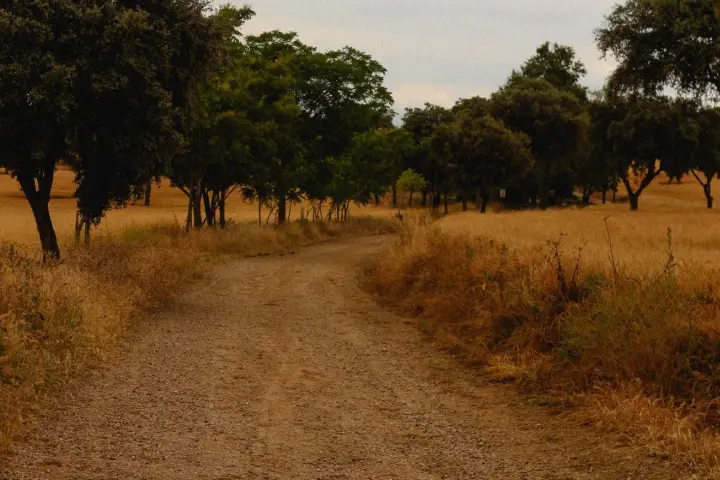 Camino de tierra entre encinas en la dehesa