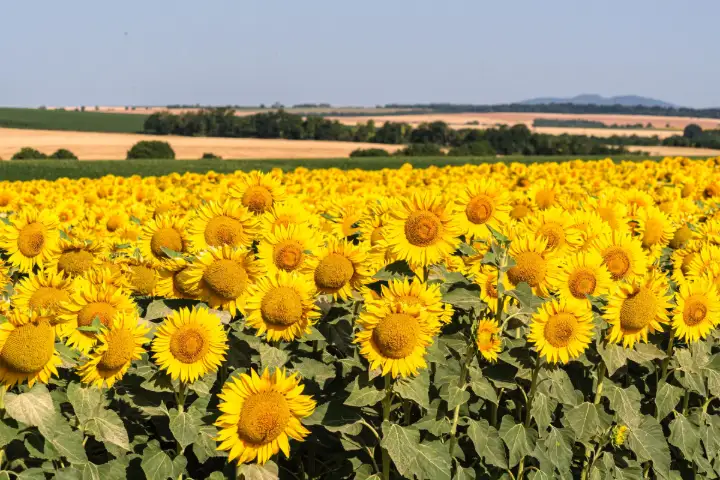 Campo de girasoles en verano