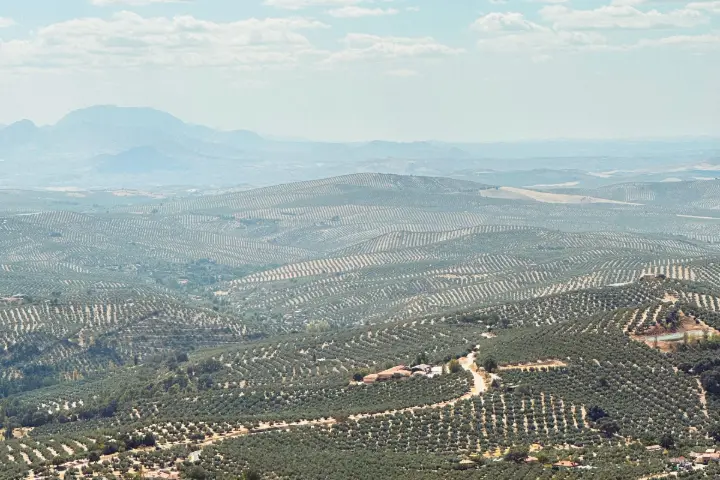 Olivares sobre colinas suaves