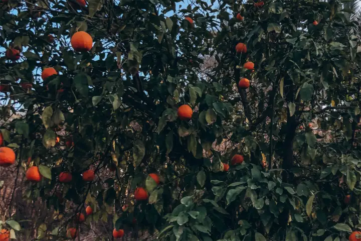 Huerto de naranjos con fruta madura