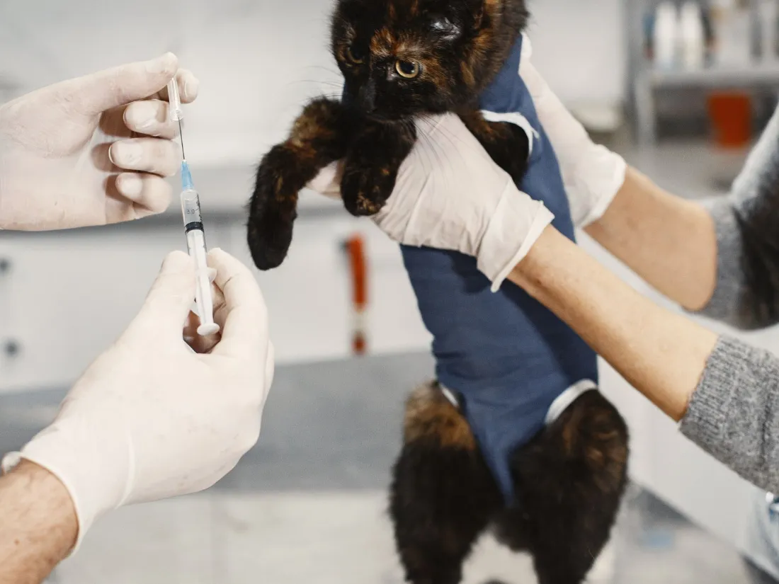 Gato preparado para la vacunación en la clínica