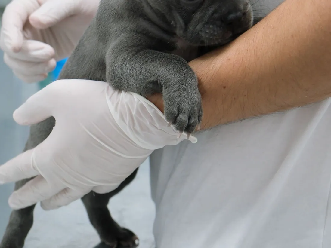 Cachorro atendido por el equipo de una clínica veterinaria