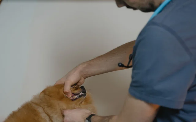 Diseño web para veterinarias