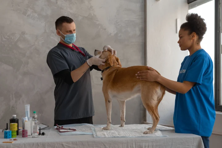 Veterinaria explorando a un perro en la clínica