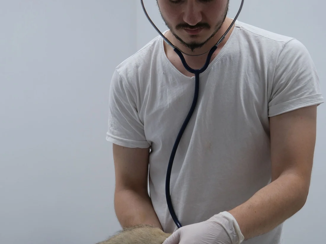 Veterinario auscultando a una mascota