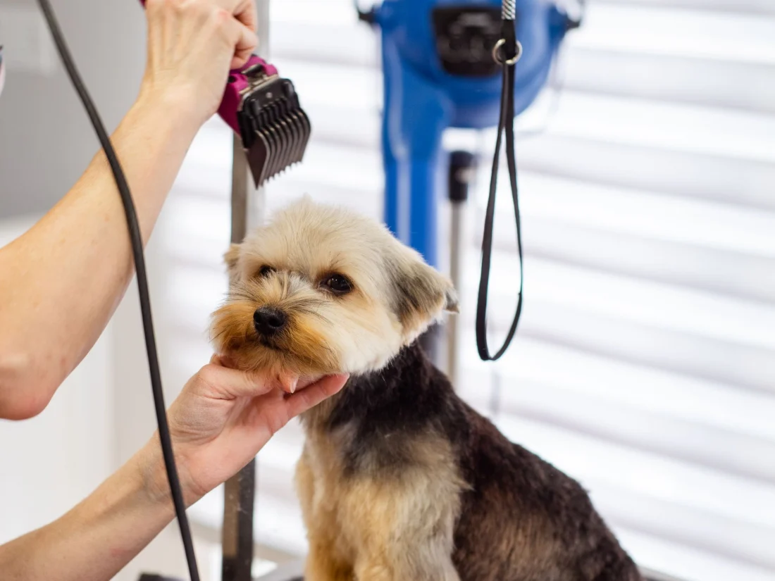 Peluquería canina en una clínica veterinaria